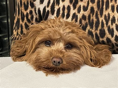 Buying A Cavapoo Puppy Ultimate Guide L Euro Puppy