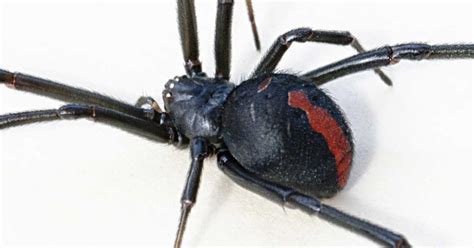 Do Black Widows Kill Their Mates Why The Male Black Widow Spider Is A