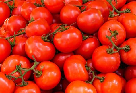 Tomato Super Marmande Plant In A 9cm Pot X 3 Beefsteak Tomato Outdoor