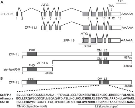 The C Elegans Zfp 1 Gene A Schematic Illustration Of The Transcripts