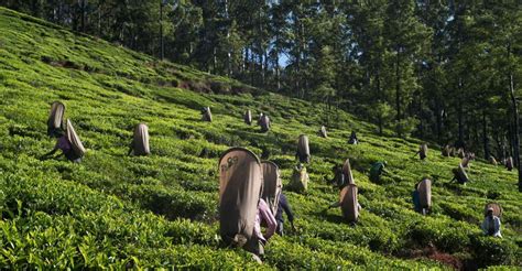 Nuwara Eliya All Inclusive Private Sightseeing Day Tour