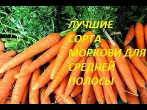 ЛУЧШИЕ СОРТА МОРКОВИ ДЛЯ СРЕДНЕЙ ПОЛОСЫ. ХРАНЕНИЕ .ОПИСАНИЕ В РАЗРЕЗЕ ...