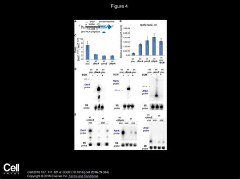 Srna Mediated Control Of Transcription Termination In E Coli Ppt