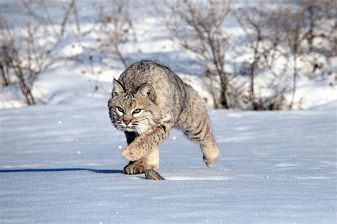 A Majestic Bobcat Walking Through The Snow R Natureisfuckinglit