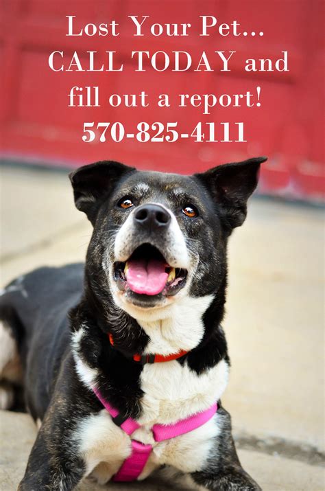 Lost or Found Pets – Lehman Township