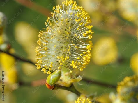 Yellow Weeping Pussy Willow Tree Or Goat Willow Shrub With Covered Golden Male Catkins On