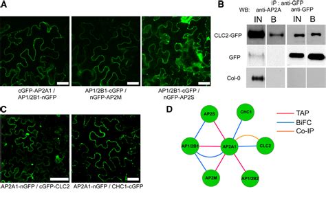 Figure From The Clathrin Adaptor Complex Ap Mediates Endocytosis Of