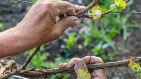 Cómo podar una parra técnicas y consejos para el cuidado de tus viñas