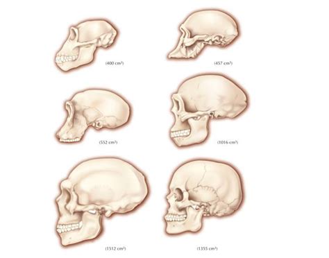 Hominid skulls Quiz