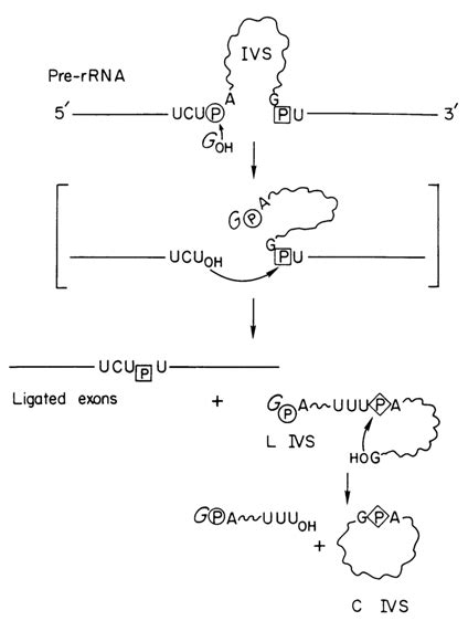 Tetrahymena Ribozyme