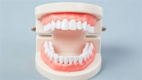 Importancia de la numeración de los dientes Clínica Dental Ramis Gandía