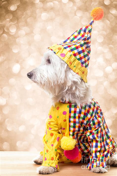 Circus Clown Dog Photograph By Edward Fielding