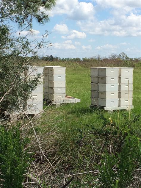 Texas Beekeeping 101