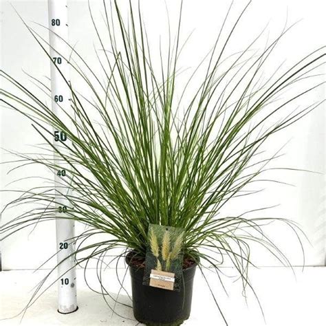 Cortaderia Selloana Pumila — Plant Wholesale Floraccess