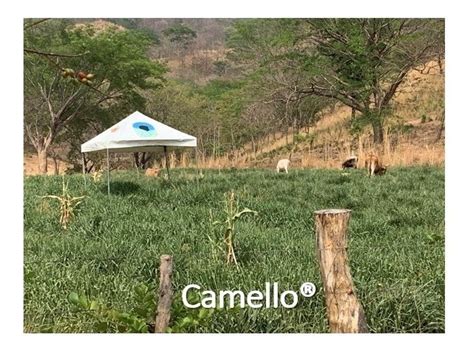 Pasto Camello Hibrido De Semillas Papalotla Envase Kg Env O Gratis