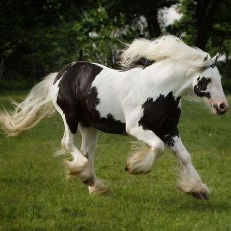 Gypsy Vanner Horses