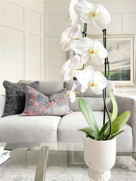 How to Care for Indoor Orchids - Duke Manor Farm by Laura Janning