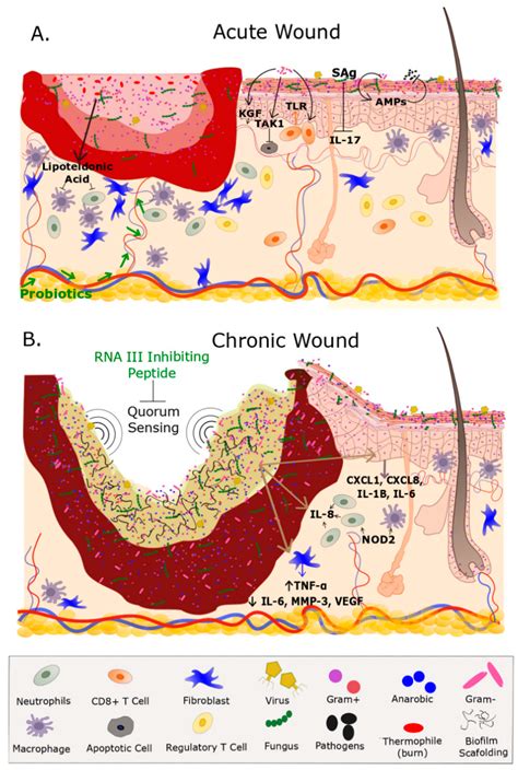 Ijms Free Full Text The Cutaneous Microbiome And Wounds New