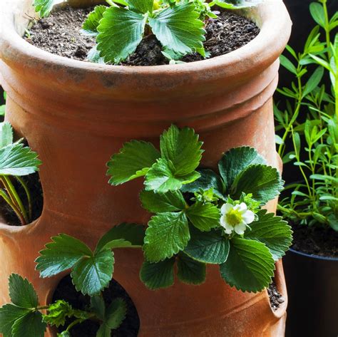 Strawberry Planter Top Tips On Use