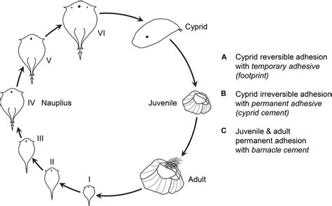 Schematic of the life cycle of a barnacle. The life cycle of a barnacle... | Download Scientific ...