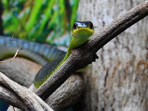 Green Tree Snake Wildlife Mountain Australia