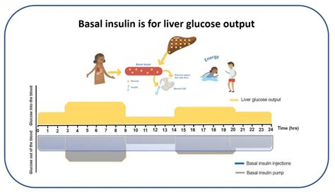 Basal Insulin The Glucose Never Lies