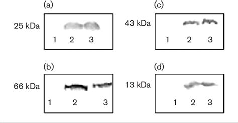 Figure From Characterization Of A Myxococcus Xanthus Mutant That Is