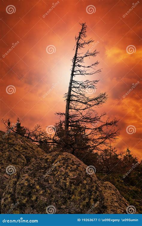 Lonely Tree in the Fire of Sunset Sky Stock Image - Image of mountains ...