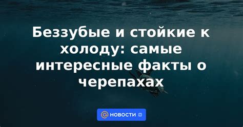 Беззубые и стойкие к холоду самые интересные факты о черепахах 23