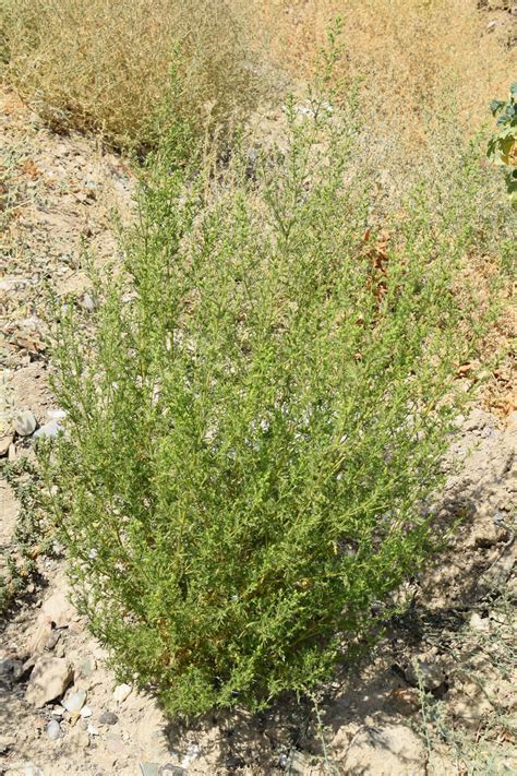 Artemisia annua - Изображение особи - Плантариум