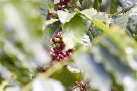 KaffeewissenBlog The Naked Bean Premium Kaffee Aus Aller Welt