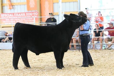 Rcc Blog Updated Pictures Iowa County Fair Grand Champion Steer Sired