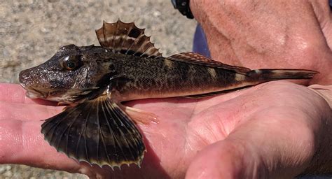 Sea Robin Northern Uconn Fishhead