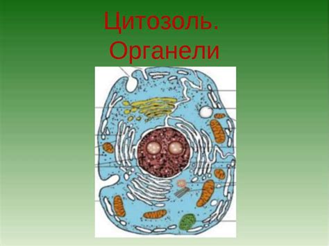 Цитозоль, органели, включення - презентація з хімії