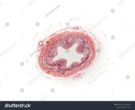 Ureter Cross Section Under Microscope Optical Stock Photo 2211225899