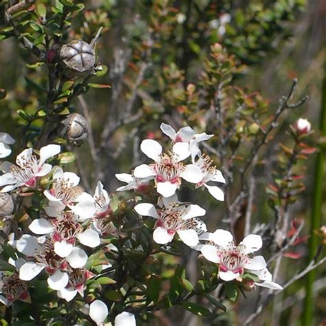 Species of the Derwent | Derwent Estuary Program