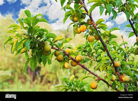 Yellow Plum Tree With Fruits Growing In The Garden Stock Photo Alamy