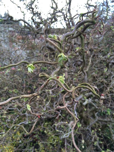 Twisted Hazel Trees, Twist, Amazing, Plants, Tree Structure, Plant ...