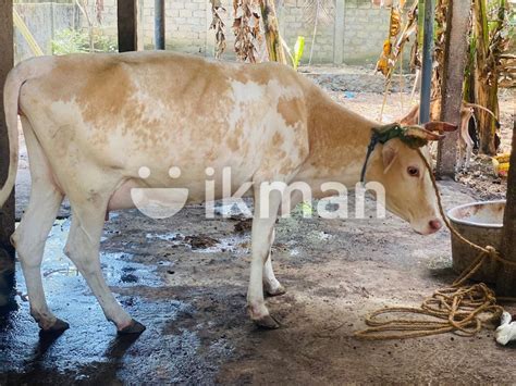 Milk Cow For Sale In Nallur Ikman