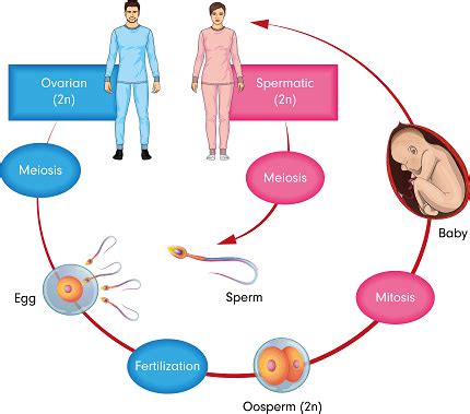 Integrated Course NEET-BIOLOGY-SYLLABUS Reproduction - Vrindawan ...