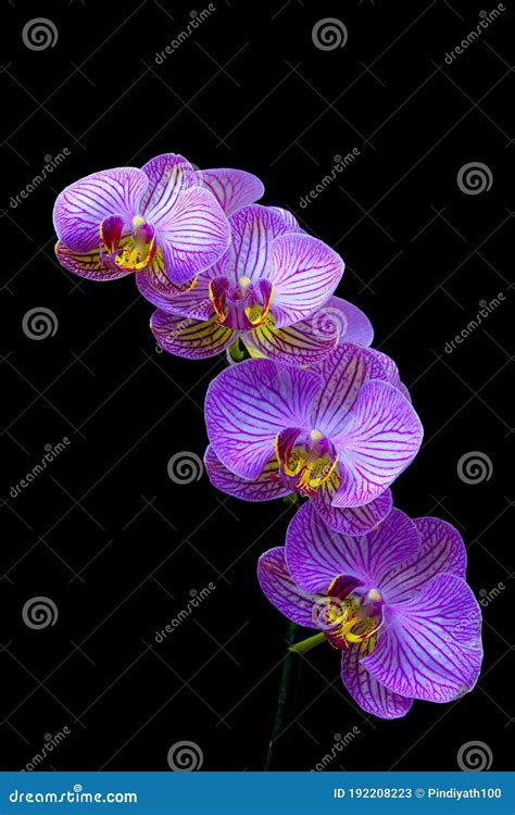 Purple Phalaenopsis Orchid Flower Phalaenopsis Known As The Moth