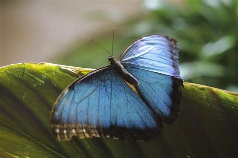 Schmetterling Insekt Natur Kostenloses Foto Auf Pixabay Pixabay