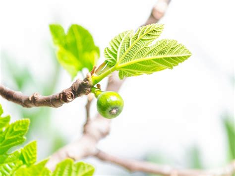 Fig Tree Fruit Drop How To Fix Fig Fruit Fall Off The Tree