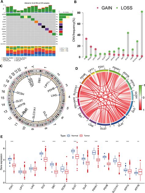 Frontiers Molecular Subtypes Based On Cuproptosis Regulators And