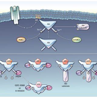 A Activation Of Akt Involves Translocation To The Plasma Membrane And