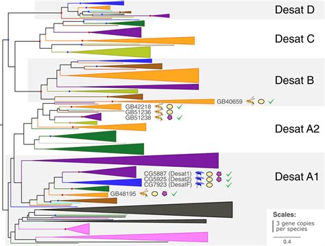 Gene Tree Of Fatty Acid Desaturases From 37 Species Euarthropoda