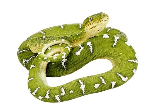 Photos Green Anaconda Png Image High Quality Transparent Hq Png