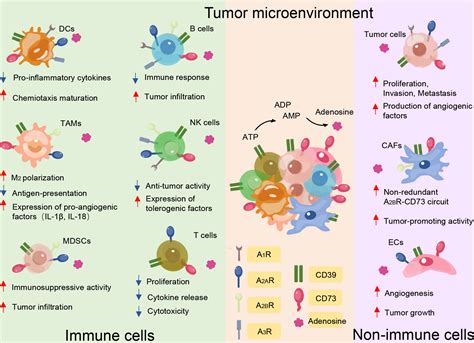 Frontiers The Ectonucleotidases Cd And Cd On T Cells The New