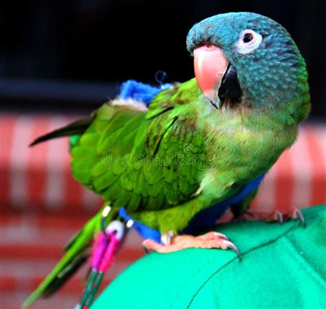 Parrot on the Shoulder stock photo. Image of tropical - 46278346