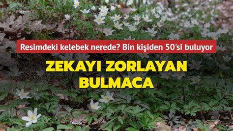 Resimdeki kelebeği bin kişiden 50 si buluyor Zekayı zorlayan kişilik testi